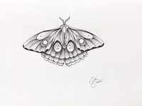 a black and white drawing of a moth